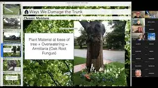 TREES: A Potpourri - Climate Adapted Species, Common Problems, and Extreme Weather with Lisa Smith