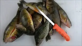YELLOW PERCH SPAWNING RUN!!!! (INSANE RARE CATCH!) Literally once in a lifetime!