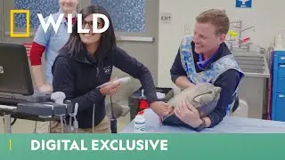 Turtle Health Check | Secrets of the Zoo | National Geographic Wild UK