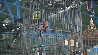 MMS(murai muda stabil),Mabes petir,