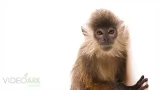 An endangered Annamese langur (Trachypithecus margarita) at ACCB.