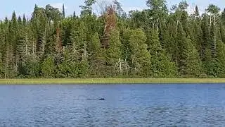 Large Beaver giving us a warning while we were out kayaking.