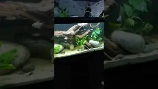 New 75 gallon tank, part 4