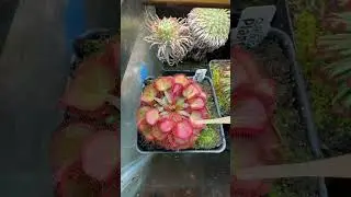 It's time to feed the carnivorous plants #carnivorousplants #sundew #drosera #pinguicula