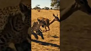 🐆How Does The Leopards Hunt Other Animals To Survive?! #shorts