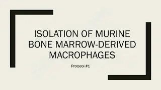 How to Isolate Bone marrow-derived macrophages