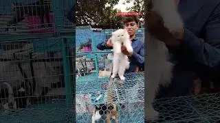 Persian cat/Pet Market Kolkata 😍/lowest price puppy dog/gallif street dogs #shorts #viral #dog #dogs