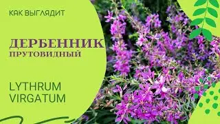 Дербенник / Дербенник прутовидный / Lythrum virgatum