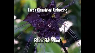 Выращивание Tacca Chantrieri в помещении как комнатного растения &ndash; Black Bat Plant | Красивое растение с черным цветком