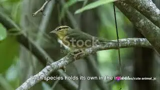 Spain's Insect-Eating Birds: Warblers, Flycatchers, and Swallows #cute animal_jc #Spain