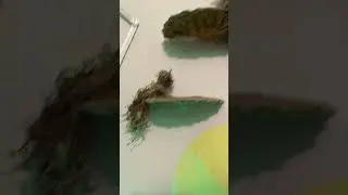 New mushroom wall art 😋 Tutorial in pinned comment
