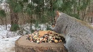 Crows and Squirrels