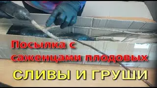 ПОСЫЛКА ИЗ РУССКОГО ОГОРОДА. СЛИВЫ И ГРУШИ