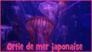 Chrysaora pacifica - (Goette, 1836) - (Pelagiidae) - Ortie de mer Japonaise -&uml;Paris/France - 08/2018