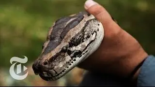 Stalking a Python: Hunting Snakes in a New Florida Competition | The New York Times