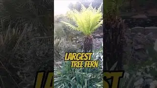 The LARGEST TREE FERN in My UK Tropical Garden 🌴 #shorts #garden #fern #plants #jungle