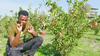 WHY HAVE POLLINATORS IN YOUR APPLE FARM.