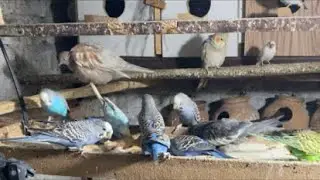 live birds ￼fancy birds fancy kabooter