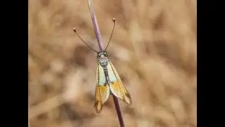 Neur&oacute;ptero, Libelloides baeticus