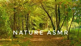 Relaxing forest path | Nature ASMR