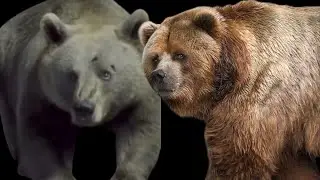 Grizzly Bear Vs Short Faced Bear 🐻