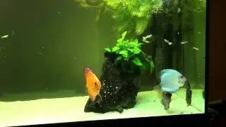Discus food HD