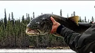 LAKE TROUT Fishing Tips: Lures n&rsquo; Flies with master casting instructor Tony Weaver
