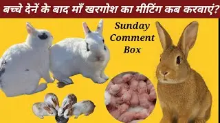 Khargosh Ka Meeting Kab Karwana Chahiye?Sunday Comment Box In Hindi/ RK Pet Rabbit & Animals