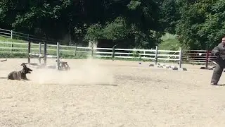 Fearless K9 Protection Dog Training with Dutch Shepherd Nakoma