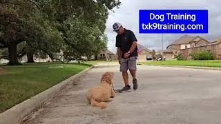 Professional Dog Training 