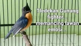TLEDEKAN GUNUNG FIGHTER  MEMANCING LAWAN EMOSI