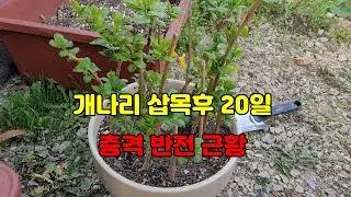 #개나리삽목후 20일간의 변화#개나리#삽목#뿌리