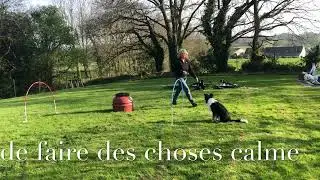 Apprentissage Hoopers Chiot