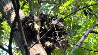 How Squirrels Build a Nest