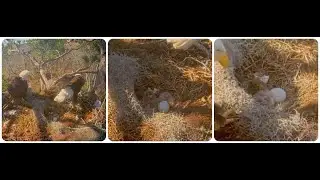 E3 -O5 is here, congratulations!💞🐣💕 bald eagle Kisatchie National Forest E-3 Nest Cam