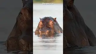 ТОП животных-рекордсменов под водой!