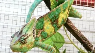 Promotional Claim Codes Free Shipping for Zoo Med Reptibreeze at Amazon.com