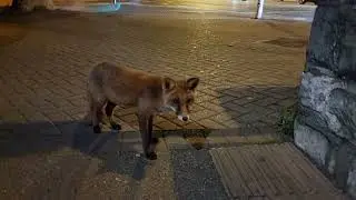 рыжая лиса