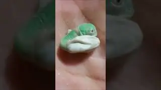 A Chameleon Hatches On Hand #reels #youtubeshorts #viral #shorts