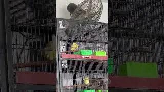 Decino x Albino Red Eye Pair 😍 #bird #parrot #lovebirds #decino #albinoredeyes #lovebirdsbreeding
