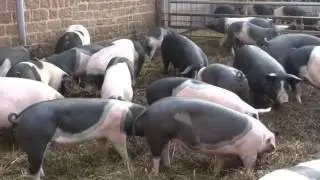 B&auml;renbrunnerhof bei Schindhard im Dahner Felsenland Germany Teil 1/3