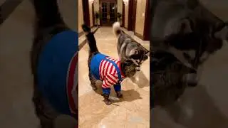 Realistic Horror Pets Caught on Camera 😱🐾  Chucky, & More! #viral #horror #animals #comedy  #funny