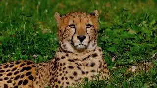 Cairo loves animals. Let's take a trip to  Africa