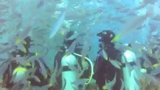 Beqa Shark Dive (Beqa Lagoon, Fiji) Rabiya and Omair