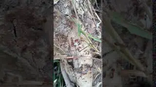 Fire ants eating the organic ant gel by Pestlab