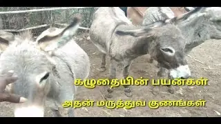 கழுதை பாலில் இவ்வளவு நன்மைகளா Donkey milk usag