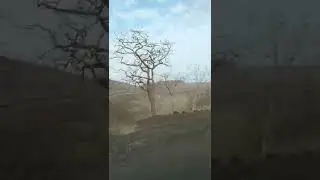 indian forest driving original voice covered