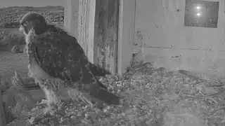 Girri waiting for breakfast on the edge of the box | FalconCam Project | Dec 15, 2025