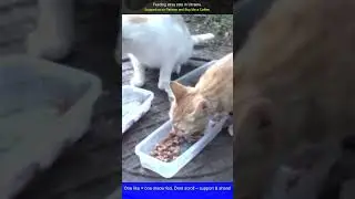 Ukraine's Stray Cat Chronicles Feeding the Forgotten Ones