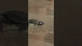What happens when baby sea turtles hatch?